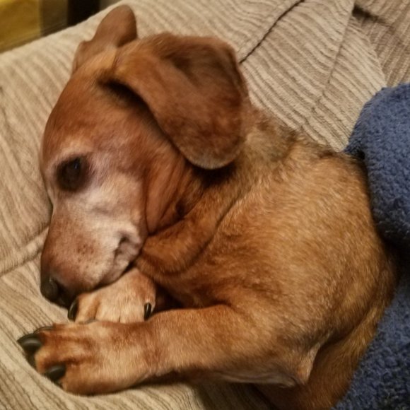 Meet your Posher, Joy - Picture 1 of 1